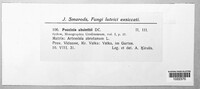 Puccinia absinthii image